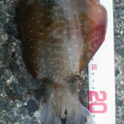 アオリイカ避難解除！