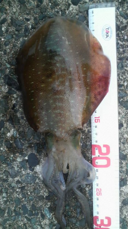 アオリイカ避難解除！