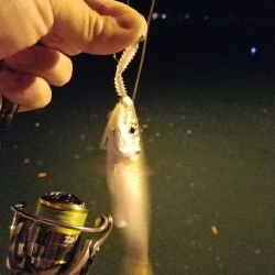 ボチボチな釣果