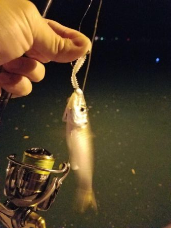 ボチボチな釣果