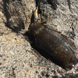 男鹿島エギング(2018-8)