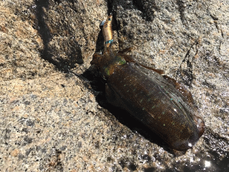 男鹿島エギング(2018-8)