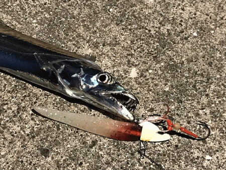 坊勢タチウオ（2018-1）