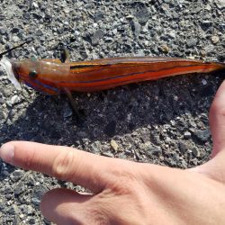 しっぶーい釣果