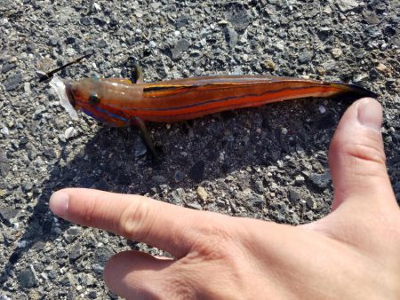 しっぶーい釣果