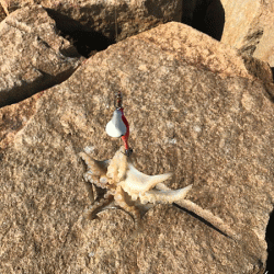 姫路イイダコ(2018-1)