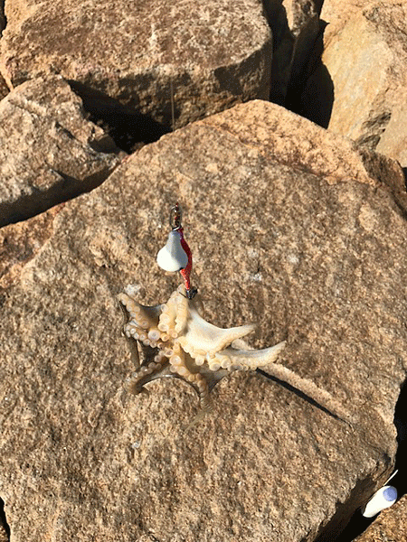 姫路イイダコ(2018-1)