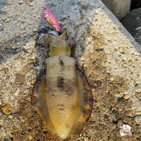 サイトエギングおもろいやん‼