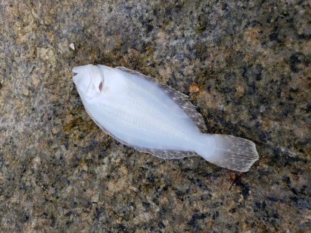 再び舞鶴エリアへ・・・