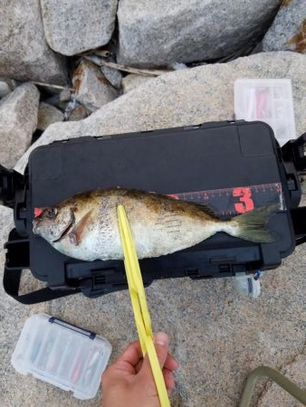 しっぶしぶな釣果