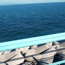 秋イカエギング