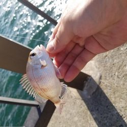 カワハギとアオリとゴミ拾い