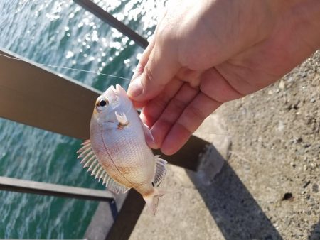 カワハギとアオリとゴミ拾い