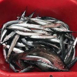 姫路サビキとサヨリ釣り