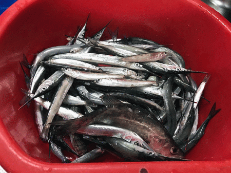 姫路サビキとサヨリ釣り