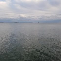 夕マズメ青物調査