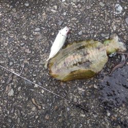 今シーズン初ヤエン