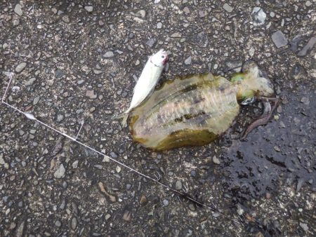 今シーズン初ヤエン