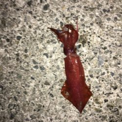 時期外れの剣先イカ