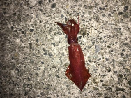 時期外れの剣先イカ