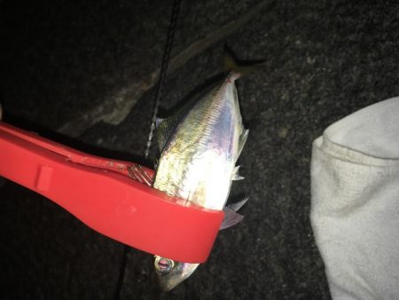 アジング成功！