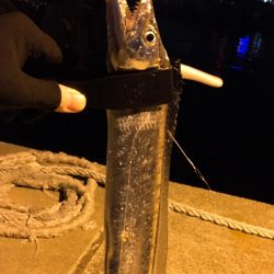 ショアジギ鱗付け