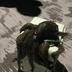 朝早くにアジング