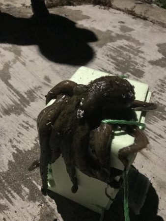 朝早くにアジング