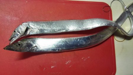 石津浜　アオリイカ　キス　湾内は太刀魚