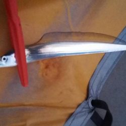 太刀魚まだまだ釣れます！