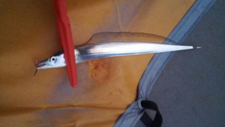 太刀魚まだまだ釣れます！