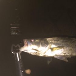 秋淀川シーバス