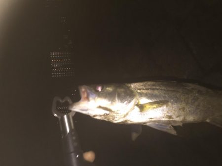 秋淀川シーバス