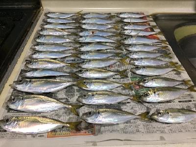 連休のアジング