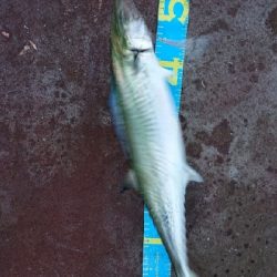 やっと秋が来た！