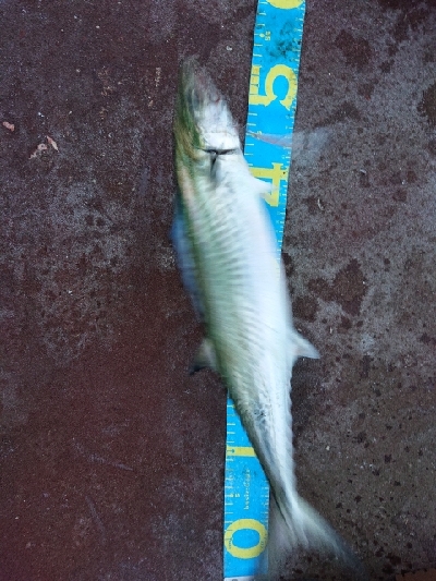 やっと秋が来た！