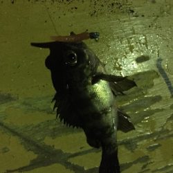 ジギングからのアジング