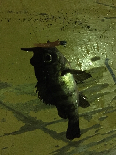 ジギングからのアジング