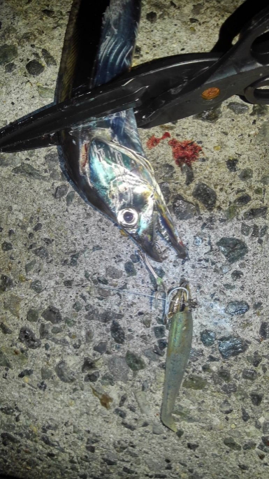 太刀魚GET！！