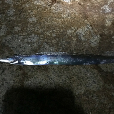 太刀魚、サゴシ