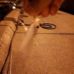 やっとイカ釣れた❗