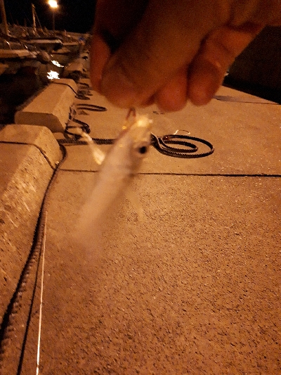 やっとイカ釣れた❗