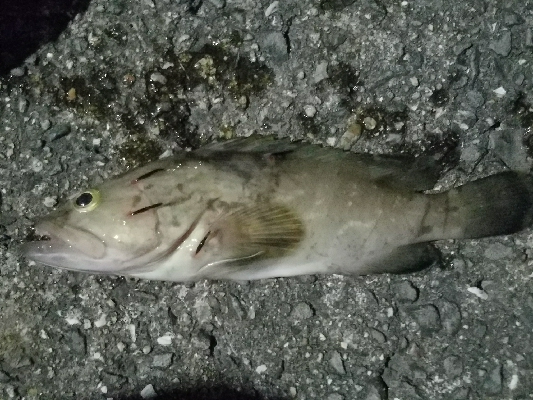 太刀魚釣り　～クエがヒット！～