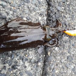 大潮イカいっぱい