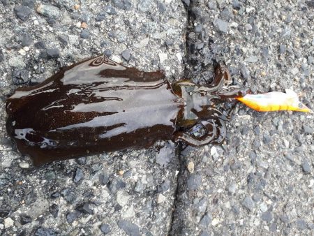 大潮イカいっぱい