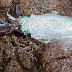 秋イカが遊んでくれました。