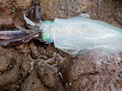 秋イカが遊んでくれました。