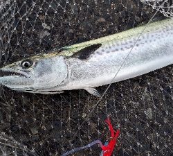 シーバスもサゴッシーも！