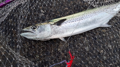 シーバスもサゴッシーも！