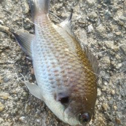 小アジ釣り　～アジ、成長してる♪～